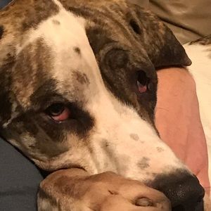 Meet your Posher, Tara